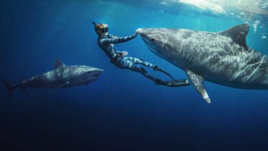 Top 5 Shark Movies on Netflix: From Thrilling Adventures to Must-See Documentaries