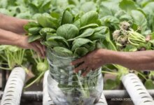 6 Best Frozen Vegetables for Freshness, According to Nutrition Experts — Don’t Buy the Wrong Ones