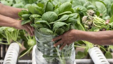 6 Best Frozen Vegetables for Freshness, According to Nutrition Experts — Don’t Buy the Wrong Ones