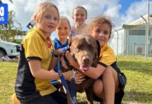 Christmas Island’s Last Dog Finds New Home and Support from Remote Community
