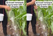 Smart Corn Fertilizing: Farmer Uses Recycled Bottles for an Effective Anti-Fatigue Hack
