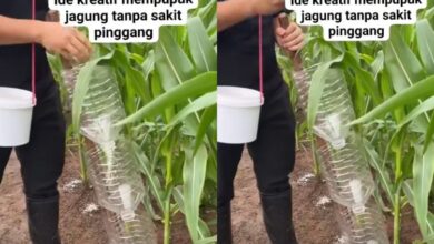 Smart Corn Fertilizing: Farmer Uses Recycled Bottles for an Effective Anti-Fatigue Hack