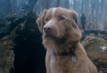 Top 5 Weekend Movie Picks: Must-See Films Including Good Boy and Yakin Nikah