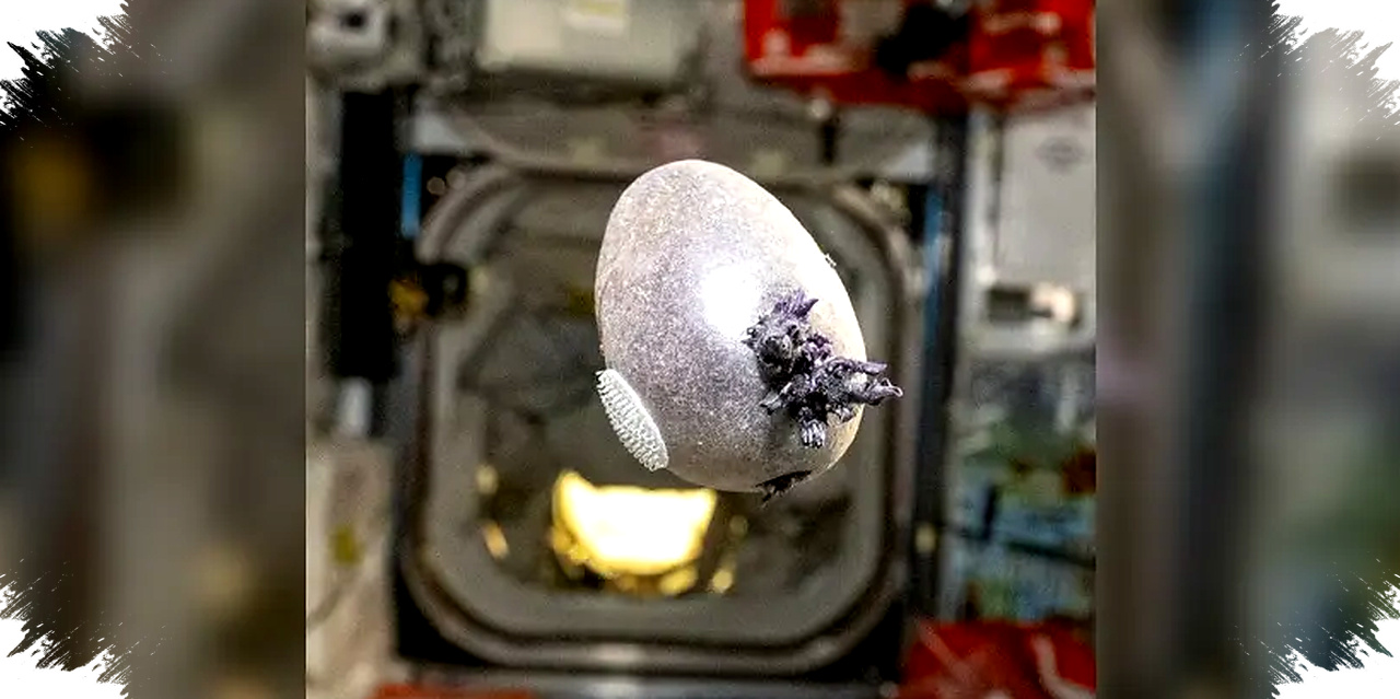 NASA Astronaut’s Bizarre Purple Potato Grows Tentacles in Space, Revealing Future of Space Farming
