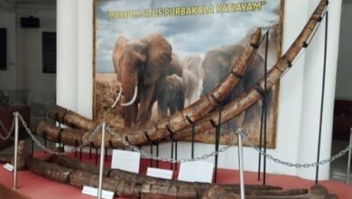 Fosil Gajah Purba Ditemukan Utuh di Patiayam, Kudus Siapkan Wisata Edukasi