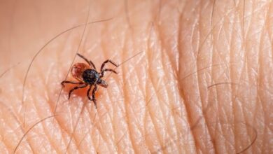 Perubahan Iklim Bikin Kutu Berbahaya: Cara Efektif Lindungi Diri Anda