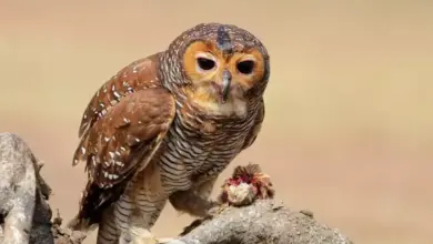 7 Hewan Berkepala Besar yang Paling Unik di Dunia: Temukan Keajaibannya