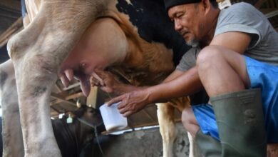 Panas Ekstrem Ancam Produksi Susu Global: Negara Berkembang Terkena Dampak Parah