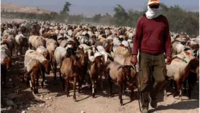 Pemukim Israel Bantai Ratusan Domba Milik Warga Tepi Barat Palestina