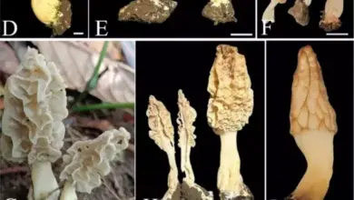 Peneliti BRIN Temukan Spesies Baru Jamur Morel di Rinjani, Temuan Langka!