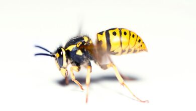 Tawon Kembali Muncul di Musim Panas: Apa Penyebabnya?