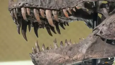 Data Terbaru Ungkap T-Rex Miliki Kekuatan Gigitan Tertinggi Dunia