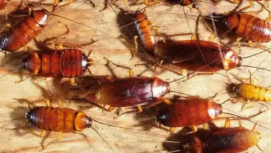 Jangan Injak Kecoak! Panduan WHO untuk Membasmi Secara Aman