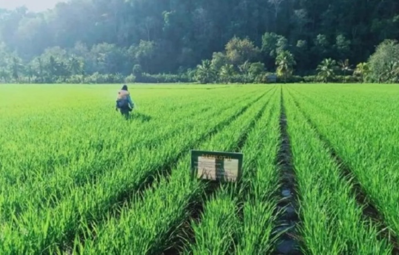 Jawa Tengah Optimistis Produksi Padi Naik Pasca Pemulihan Lahan Eks Banjir Jawa Tengah Optimistis Produksi Padi Naik Pasca Pemulihan Lahan Eks Banjir