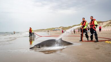 Jumlah Paus dan Mamalia Laut Terdampar di Skotlandia Meningkat Drastis 30 Tahun Terakhir