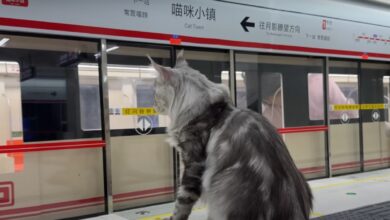 Niat Abis! YouTuber Ini Bikin Subway Mini Eksklusif untuk Kucing Kesayangan