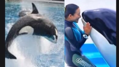 Siapa Jessica Radcliffe? Pelatih Lumba-lumba Viral Tertelan Paus Hoaks!