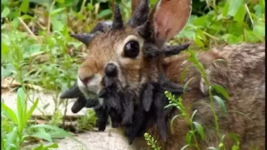 Viral Kelinci Mutan di Amerika, Ini Fakta Sebenarnya yang Mengerikan