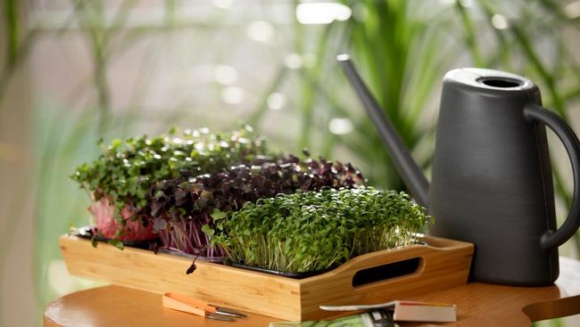 4 Tanaman Herbal Ampuh Pengusir Nyamuk, Wajib Punya di Rumah Tahun Ini!