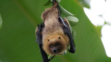 7 Hewan dengan Kekuatan Superpower Alami yang Punya Keunikan Luar Biasa