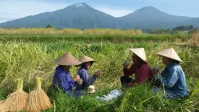 AI Pemetaan Tanah Disebut Bisa Ubah Nasib Petani Jadi Jutawan Segera