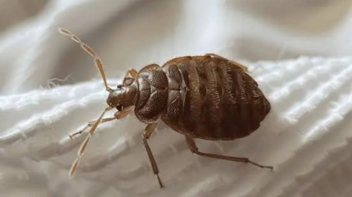 Ampuh! 7 Cara Efektif Menghilangkan Kutu Kasur Secara Mandiri Agar Tak Kembali Lagi