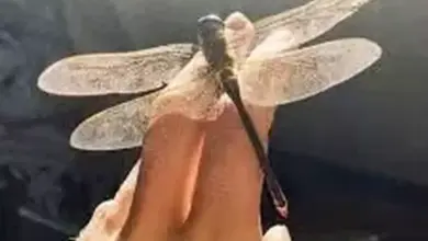 Capung Tertua di Dunia dengan Sayap Seukuran Telapak Tangan Manusia Ditemukan