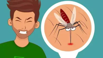 DBD Serang Kota Balikpapan: 292 Kasus Terbanyak dalam Sekaligus