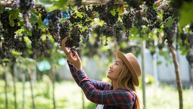 Jenis Anggur Mudah Ditanam di Rumah: Pilihan Terbaik dan Tips Perawatan Praktis