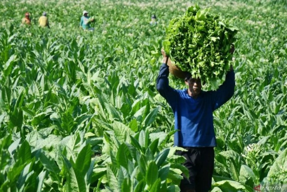 RUU Komoditas Strategis Diharapkan Dongkrak Industri Tembakau Nasional