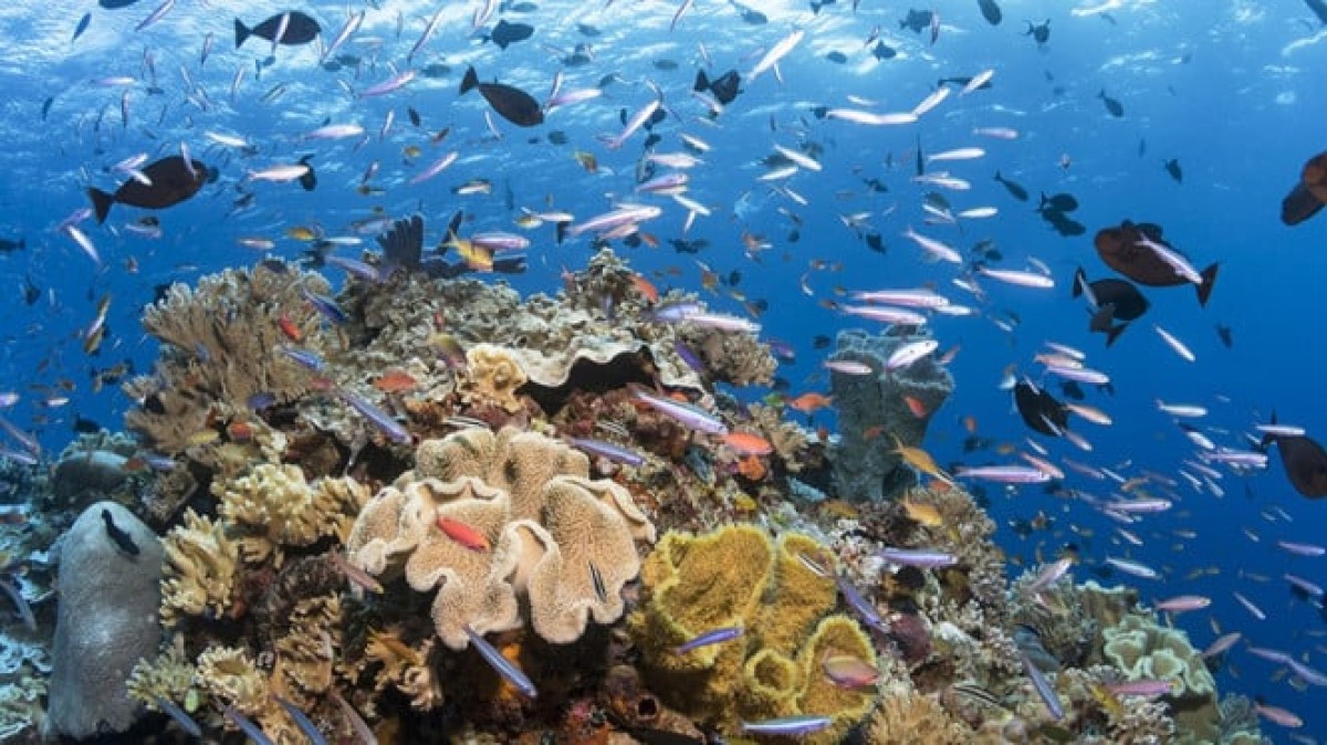 Surga Diving Bunaken vs Wakatobi: Panduan Memilih Spot Terbaik untuk Pemula Snorkeling Surga Diving Bunaken vs Wakatobi: Panduan Memilih Spot Terbaik untuk Pemula Snorkeling