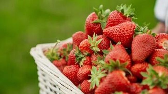 Tips Memilih Stroberi Manis: Cara Cerdas Memilih Buah Segar dan Berkualitas Tinggi Tips Memilih Stroberi Manis: Cara Cerdas Memilih Buah Segar dan Berkualitas Tinggi