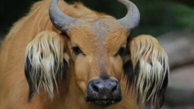 10 Hewan Aneh Sulit Percaya Ada, Eksplorasi Fauna Madagaskar hingga Amazon