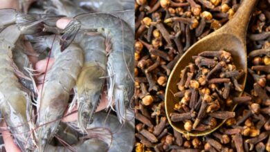 7 Fakta Penting Kasus Radioaktif Udang & Cengkeh di Indonesia Terungkap