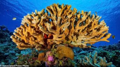 84 Persen Terumbu Karang Dunia Memutih, Ilmuwan: Waktu Kita Hampir Habis
