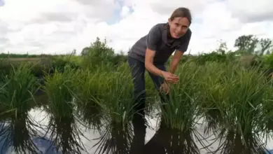 Eksperimen Petani Inggris Sukses Kembangkan Padi Tumbuh Subur di Iklim Dingin