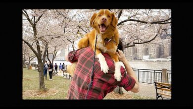 Film Good Boy Tayang di Bioskop, Anjing Jadi Bintang Utama Horor Terbaru