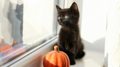 Kota di Spanyol Larang Adopsi Kucing Hitam Jelang Halloween, Ini Alasannya