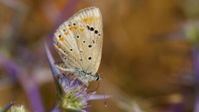 Kupu-Kupu Atlas Biru Miliki Jumlah Kromosom Terbanyak di Dunia, Fakta Menarik!