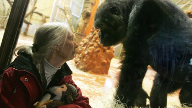 Resep Sehat Mendiang Jane Goodall Bekerja hingga Usia 91 Tahun