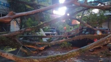 Waspadai Musim Hujan: Kenali Ciri-Ciri Pohon Rawan Tumbang Segera