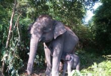 5 Fakta Polemik Tesso Nilo: Konflik, Dampak, dan Upaya Penyelesaiannya