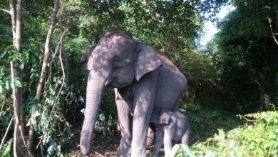 5 Fakta Polemik Tesso Nilo: Konflik, Dampak, dan Upaya Penyelesaiannya