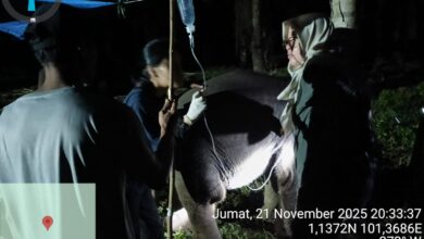 Anak Gajah Laila di Riau Tiba-tiba Mati Mendadak, Sempat Menjerit Sebelum Gugur