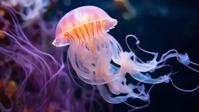 Apakah Hewan Tanpa Otak Masih Bisa Berpikir? Mengungkap Fakta Ilmiah Terbaru