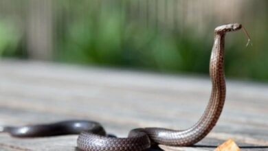 Bikin Merinding, Video Viral Penyelamatan Pria saat Celananya Dimasuki Ular Kobra