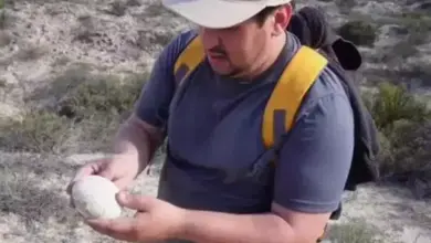 Heboh Penemuan Telur Dinosaurus Segar oleh Ilmuwan, Seperti Baru Menetas dari Induk!