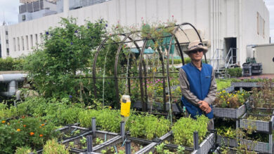 Inovasi Hotel Bintang Lima di Hong Kong Terapkan Konsep Farm to Table, Apa Keuntungannya?