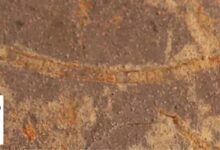 Jejak Kehidupan Fotosintesis Tertua 1 Miliar Tahun Ditemukan, Lampaui Rekor Sebelumnya