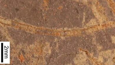 Jejak Kehidupan Fotosintesis Tertua 1 Miliar Tahun Ditemukan, Lampaui Rekor Sebelumnya